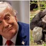 casa alba starneste un val de critici si ironii cu un omagiu pentru gorila harambe la 10 ani de la moarte un adevarat patriot 6a196279ef01a