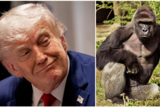 casa alba starneste un val de critici si ironii cu un omagiu pentru gorila harambe la 10 ani de la moarte un adevarat patriot 6a196279ef01a