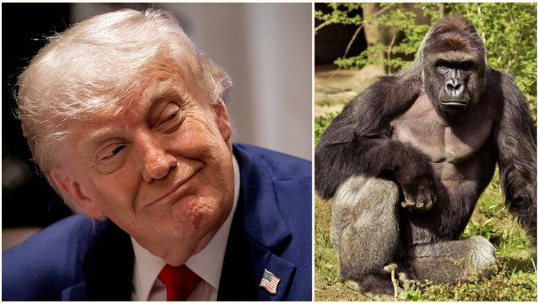 casa alba starneste un val de critici si ironii cu un omagiu pentru gorila harambe la 10 ani de la moarte un adevarat patriot 6a196279ef01a