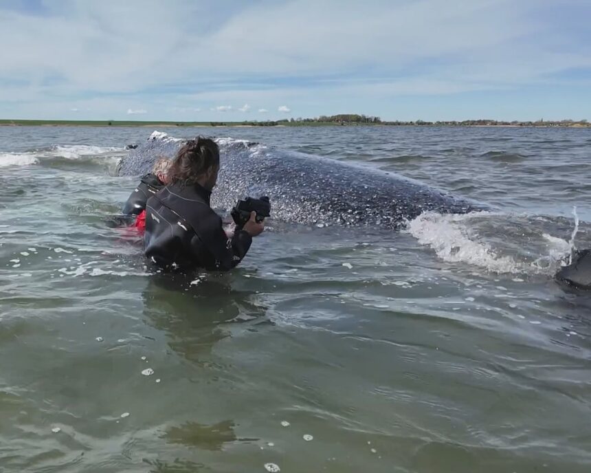 german minister defends decision to allow attempt to rescue whale timmy 6a09ef710763a