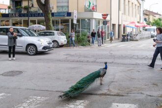 peacock invasion of italian seaside town ruffles feathers 6a08a75448c95