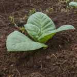 secretul nicotinei descifrat dupa 200 de ani este un moment important pentru stiinta 6a1cae3deca8f