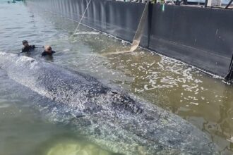 timmy the whale confirmed dead by danish authorities 6a08b5644a79f