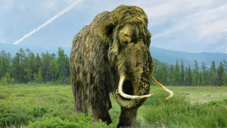 un mamut pastrat timp de 70 de ani intr un muzeu s a dovedit a fi cu totul altceva ce animal era de fapt 6a1c9437b8353