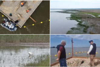 video experiment inedit in dolj insule artificiale pentru atragerea pasarilor salbatice pe cel mai mare lac din judet e doar inceputul 6a1286c6ce6cb