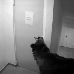 video panica in poiana brasov un urs a intrat intr un hotel la 112 i s a spus ca nu este o urgenta 6a12a2e963fcc