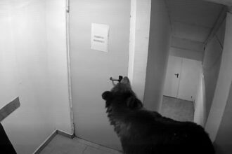 video panica in poiana brasov un urs a intrat intr un hotel la 112 i s a spus ca nu este o urgenta 6a12a2e963fcc