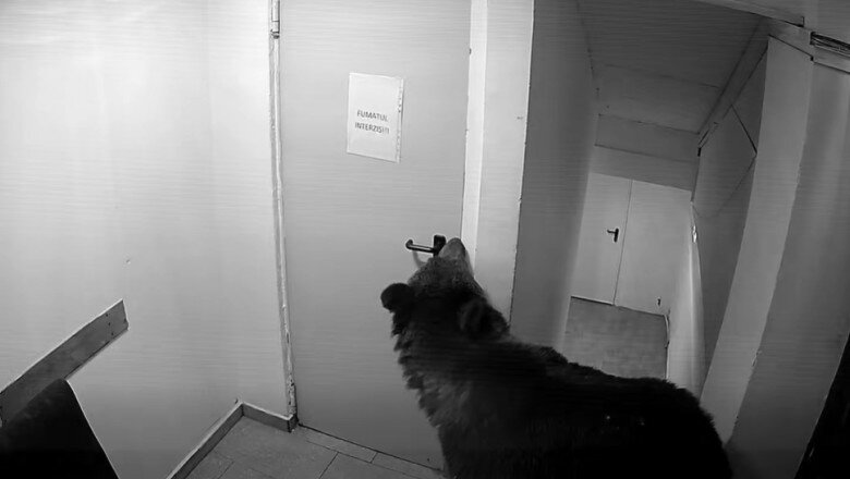 video panica in poiana brasov un urs a intrat intr un hotel la 112 i s a spus ca nu este o urgenta 6a12a2e963fcc