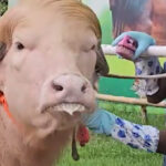 video un bivol albinos cu coama blonda considerat sosia lui donald trump vedeta in bangladesh animalul va fi sacrificat 6a0ec86aeed14