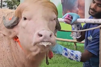 video un bivol albinos cu coama blonda considerat sosia lui donald trump vedeta in bangladesh animalul va fi sacrificat 6a0ec86aeed14
