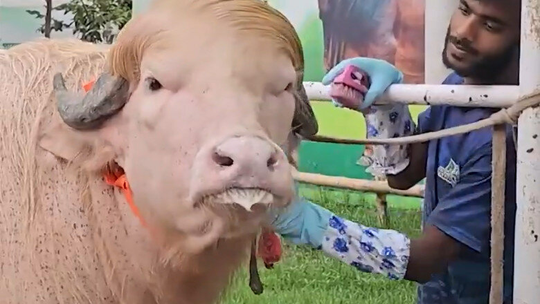 video un bivol albinos cu coama blonda considerat sosia lui donald trump vedeta in bangladesh animalul va fi sacrificat 6a0ec86aeed14