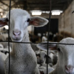 comisia europeana a extins interdictia privind exportul de ovine si caprine din romania anuntul lui tanczos barna 6a33f4204d6a5