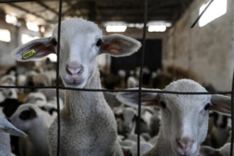 comisia europeana a extins interdictia privind exportul de ovine si caprine din romania anuntul lui tanczos barna 6a33f4204d6a5