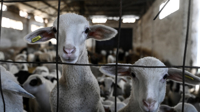 comisia europeana a extins interdictia privind exportul de ovine si caprine din romania anuntul lui tanczos barna 6a33f4204d6a5