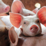 focar de pesta porcina africana in ungaria in apropierea frontierei cu romania mii de animale vor fi sacrificate 6a2191ca82e0e