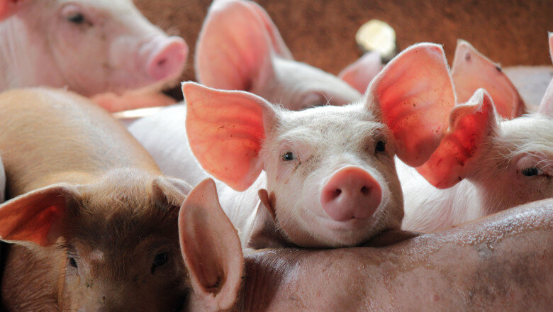 focar de pesta porcina africana in ungaria in apropierea frontierei cu romania mii de animale vor fi sacrificate 6a2191ca82e0e