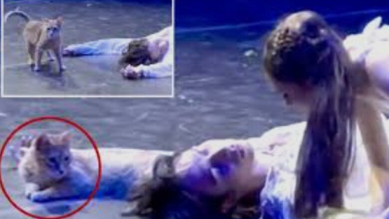 romeo si julieta si o pisica ce se intampla cand o felina decide ca ea e pesonajul principal in opera lui shakespeare 6a324e49cb73b