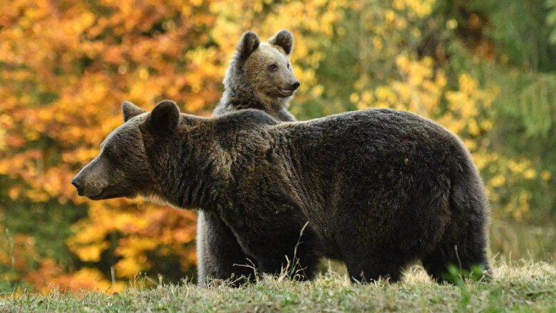 ursi in mai multe judete mai multe mesaje ro alert in harghita si interventii ale autoritatilor in alba 6a1f454ac6a0f