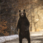 video alerta in japonia vanatoare pentru un urs considerat extrem de inteligent animalul a ranit patru persoane 6a2280d9ae389