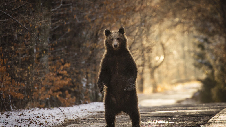 video alerta in japonia vanatoare pentru un urs considerat extrem de inteligent animalul a ranit patru persoane 6a2280d9ae389