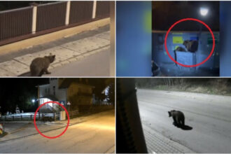 video e o solutie dar nu eficienta ce spun romanii din zonele de munte despre legea care dubleaza cota de recoltare in cazul ursilor 6a3f614aaf671