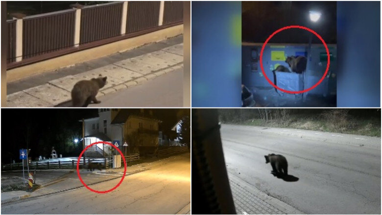 video e o solutie dar nu eficienta ce spun romanii din zonele de munte despre legea care dubleaza cota de recoltare in cazul ursilor 6a3f614aaf671