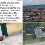 video foarte periculosi de doua ori m au atacat oras intreg terorizat de ursi animalele dau tarcoale in cautare de hrana 64232270