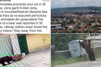 video foarte periculosi de doua ori m au atacat oras intreg terorizat de ursi animalele dau tarcoale in cautare de hrana 64232270