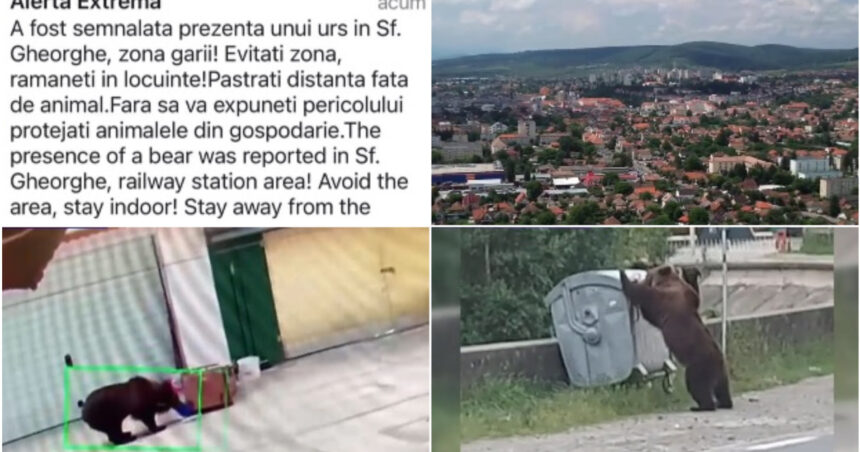 video foarte periculosi de doua ori m au atacat oras intreg terorizat de ursi animalele dau tarcoale in cautare de hrana 64232270