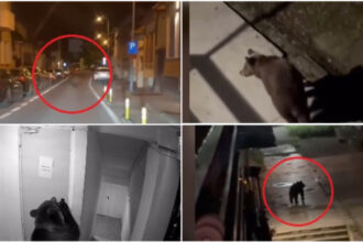 video nu se poate asa ceva oras sub teroarea ursilor zi si noapte peste 120 de apeluri la 112 in numai o luna 6a210744f088d
