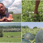video vremea capricioasa din ultimele saptamani intarzie productia de pepeni romanesti cand ar putea aparea in piete 6a25205a0d49d