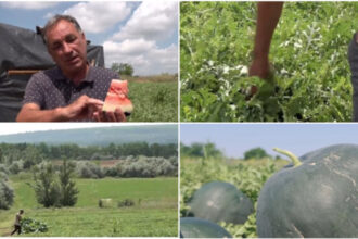 video vremea capricioasa din ultimele saptamani intarzie productia de pepeni romanesti cand ar putea aparea in piete 6a25205a0d49d