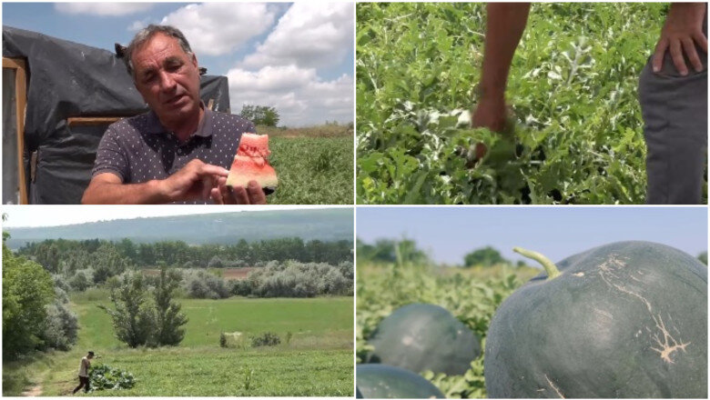 video vremea capricioasa din ultimele saptamani intarzie productia de pepeni romanesti cand ar putea aparea in piete 6a25205a0d49d