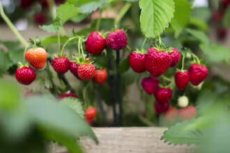88 dintre capsunile din europa contin pesticide potrivit unui studiu 6a4f412f5a60c
