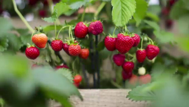 88 dintre capsunile din europa contin pesticide potrivit unui studiu 6a4f412f5a60c