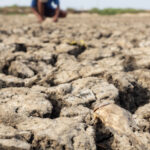 avertismente sumbre ale expertilor despre super el nino fenomenul ar putea creste preturile alimentelor timp de ani de zile 6a570e0ba9e97