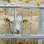 cum s a ajuns la blocarea exporturilor de ovine din romania explicatia din spatele protestului a mii de oieri 6a6b37295092e