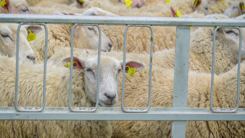 cum s a ajuns la blocarea exporturilor de ovine din romania explicatia din spatele protestului a mii de oieri 6a6b37295092e