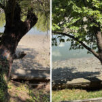 foto peste 100 de arbori de pe malul lacului herastrau vor fi defrisati anunta primaria capitalei 6a4e6058ac472