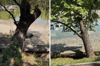 foto peste 100 de arbori de pe malul lacului herastrau vor fi defrisati anunta primaria capitalei 6a4e6058ac472