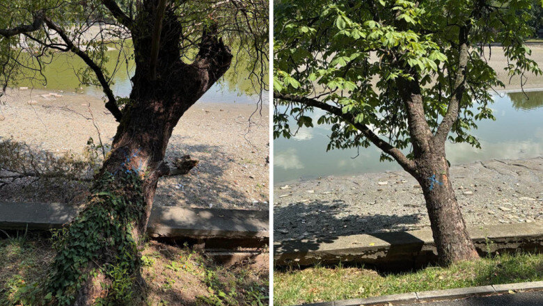 foto peste 100 de arbori de pe malul lacului herastrau vor fi defrisati anunta primaria capitalei 6a4e6058ac472