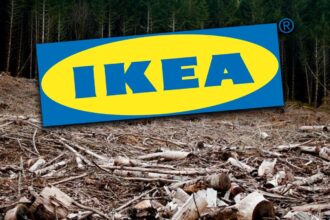 greenpeace padurile naturale din romania ajung mobila ikea in 13 tari europene 6a686322c99b6