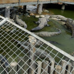 inchisorile din israel vor folosi crocodili pentru a descuraja detinutii sa evadeze 6a5bd57d3e9f5