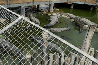 inchisorile din israel vor folosi crocodili pentru a descuraja detinutii sa evadeze 6a5bd57d3e9f5