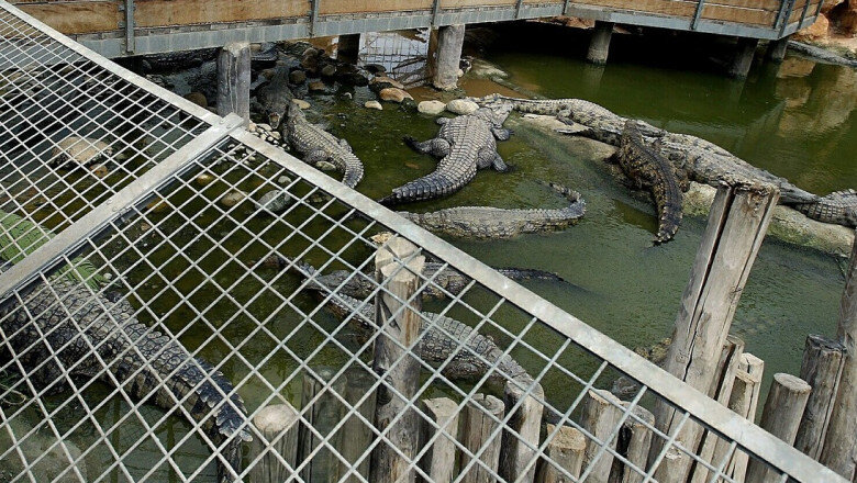 inchisorile din israel vor folosi crocodili pentru a descuraja detinutii sa evadeze 6a5bd57d3e9f5