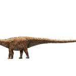 o noua specie de dinozaur urias a fost descoperita pornind de la o singura vertebra 6a52b745d3b67