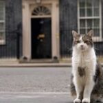 pisica larry ramane sefa in downing street premierul uk nu isi aduce cainele axel la resedinta 6a6770e454d60