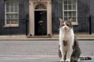 pisica larry ramane sefa in downing street premierul uk nu isi aduce cainele axel la resedinta 6a6770e454d60