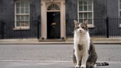 pisica larry ramane sefa in downing street premierul uk nu isi aduce cainele axel la resedinta 6a6770e454d60