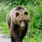 un urs a ajuns intr o localitate aflata la cativa kilometri de bucuresti localnicii au fost alertati ce spune prefectura ilfov 6a4e441378760